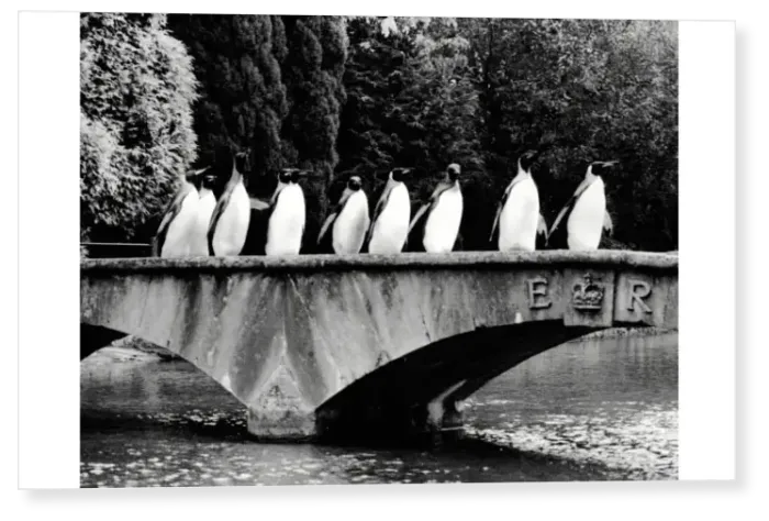 Print : Penguins on Parade Print : Penguins on Parade