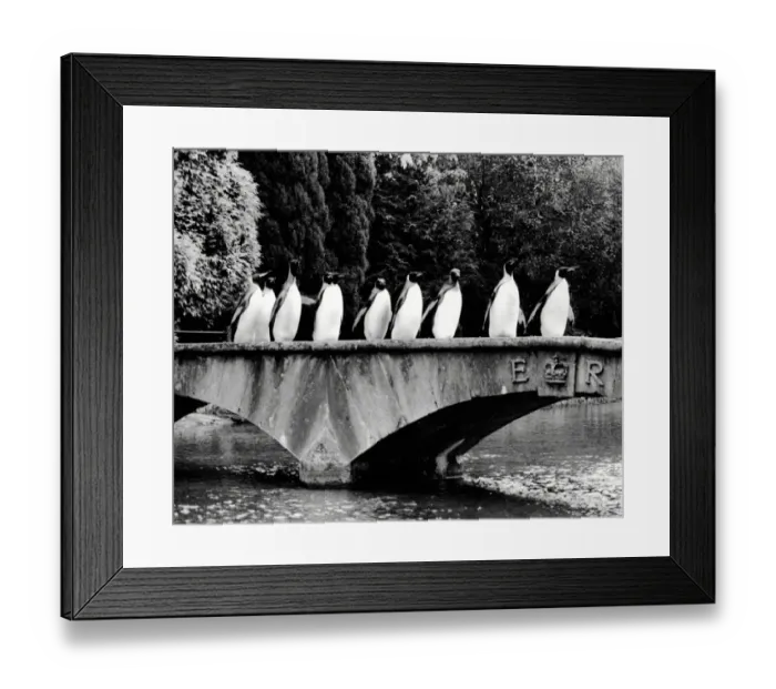 Framed Print : Penguins on Parade
