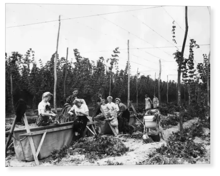Print : Hop pickers, 1952 Print : Hop pickers, 1952
