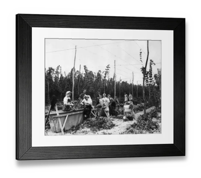 Framed Print : Hop pickers, 1952