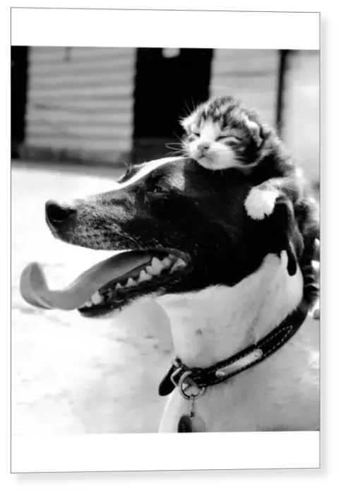 Print : Snooze. Lassie the Jack Russell Terrier with an adopted kitten Print : Snooze. Lassie the Jack Russell Terrier with an adopted kitten