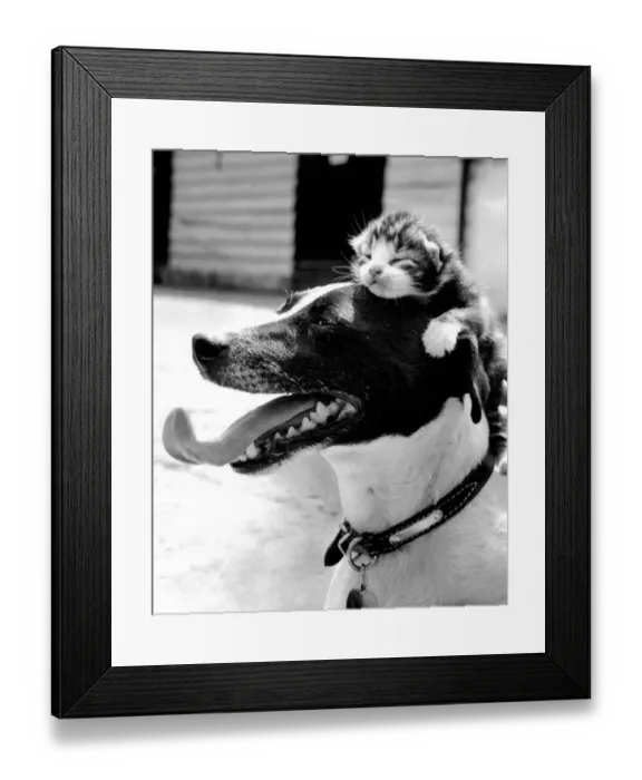 Framed Print : Snooze. Lassie the Jack Russell Terrier with an adopted kitten Framed Print : Snooze. Lassie the Jack Russell Terrier with an adopted kitten