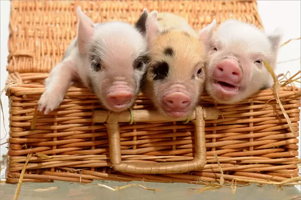 Piglets in a Basket
