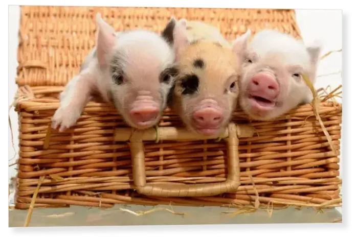 Print : Piglets in a Basket Print : Piglets in a Basket