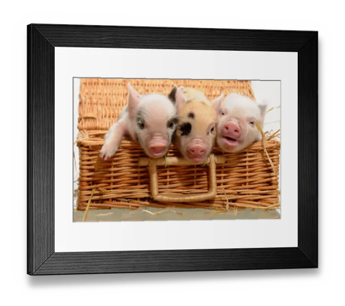 Framed Print : Piglets in a Basket