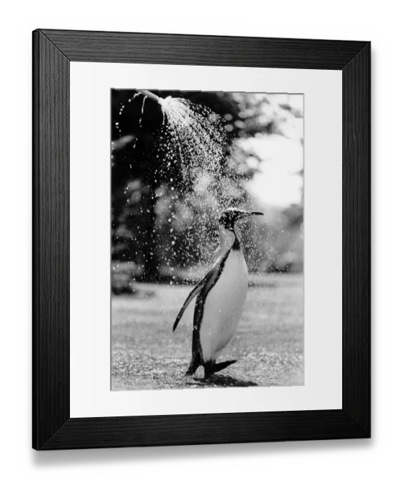 Framed Print : Cooling Off