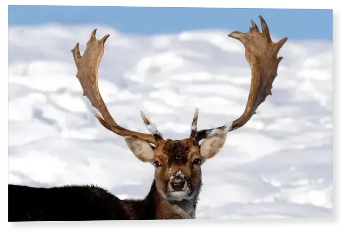 Print : Stag in the snow Print : Stag in the snow
