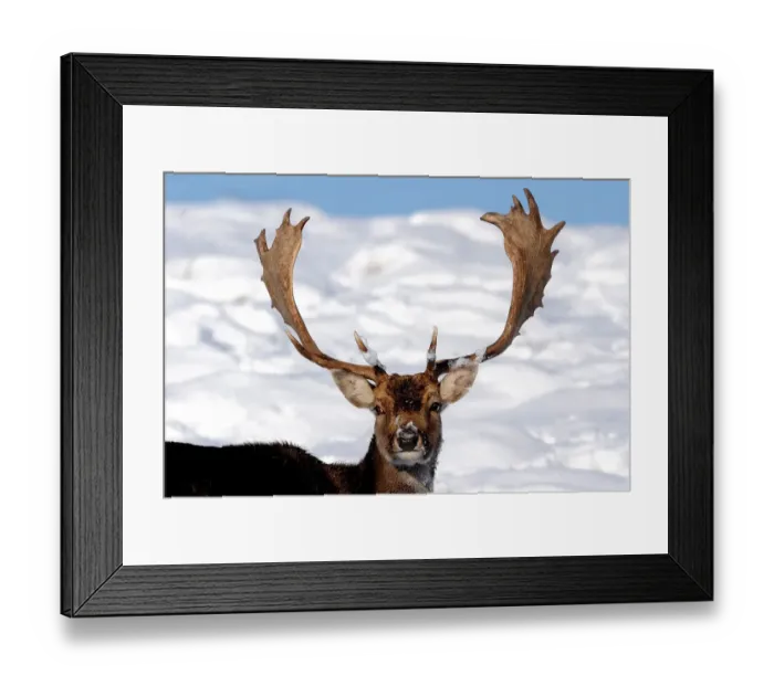 Framed Print : Stag in the snow