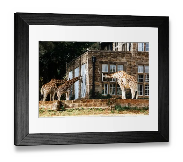 Framed Print : Peeping in the window Framed Print : Peeping in the window
