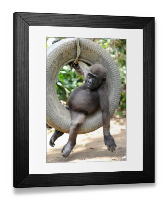 Framed Print : Just hanging around