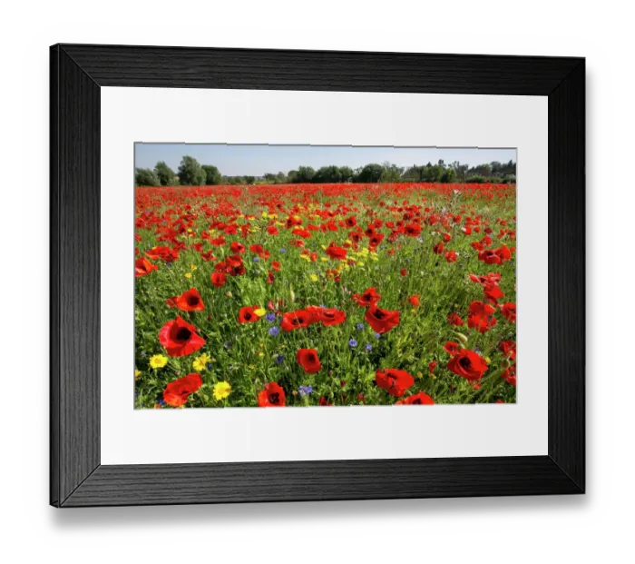Framed Print : Burst of colour Framed Print : Burst of colour