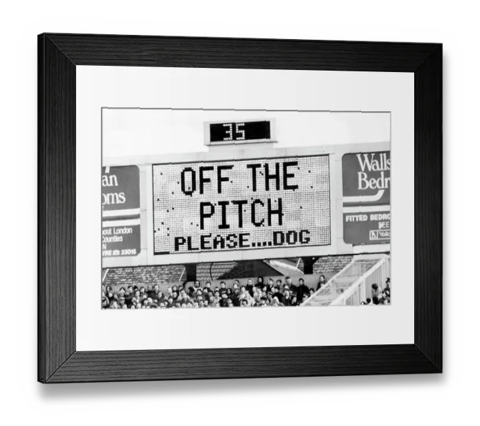 Framed Print : Off The Pitch Please Dog! Framed Print : Off The Pitch Please Dog!