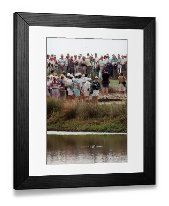 Framed Print : An alligator in the water as Seve Ballesteros drives off from the 9th tee in practice Ryder Cup at Kiawah Island 1991