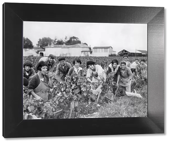 Picking grapes, France 1933