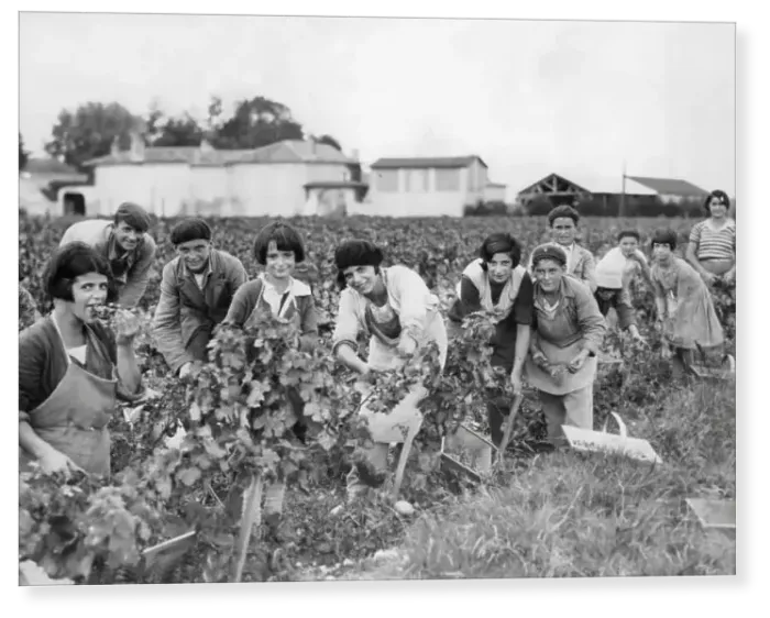 Print : Picking grapes, France 1933 Print : Picking grapes, France 1933