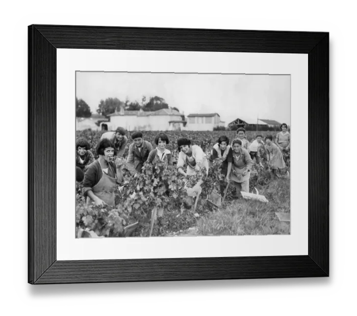 Framed Print : Picking grapes, France 1933 Framed Print : Picking grapes, France 1933