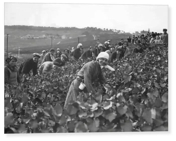 Print : Picking grapes to make Champagne 1932 Print : Picking grapes to make Champagne 1932