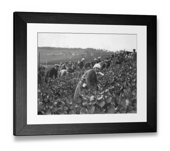 Framed Print : Picking grapes to make Champagne 1932 Framed Print : Picking grapes to make Champagne 1932