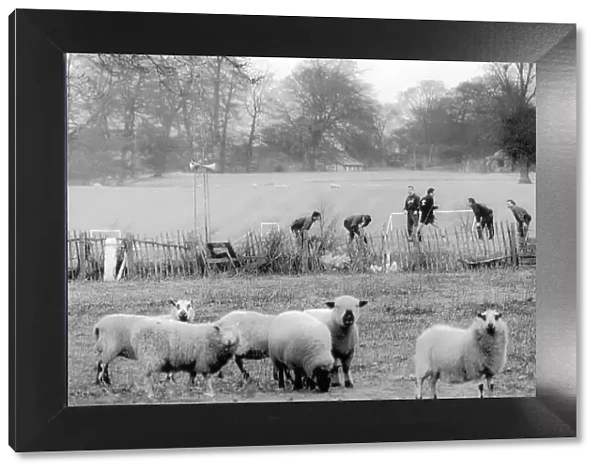 Wrexham fc footballers train before their FA cup 3rd round match with Arsenal watched by sheep
