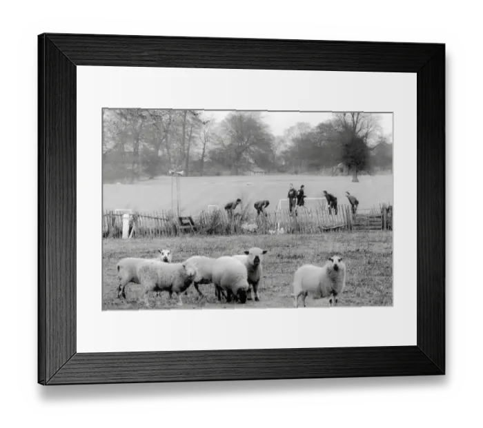 Framed Print : Wrexham fc footballers train before their FA cup 3rd round match with Arsenal watched by sheep Framed Print : Wrexham fc footballers train before their FA cup 3rd round match with Arsenal watched by sheep