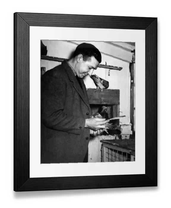 Framed Print : Bobby Corbett of Newcastle United FC, at home. His hobby is racing pigeons