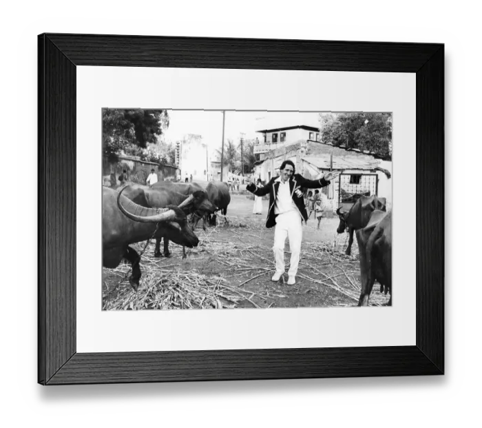 Framed Print : England Cricketer Derek Randall with water buffalo in India Framed Print : England Cricketer Derek Randall with water buffalo in India