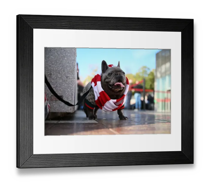 Framed Print : Arsenal dog Framed Print : Arsenal dog