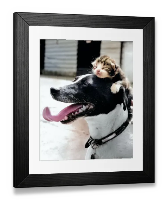 Framed Print : Nap time for a kitten Framed Print : Nap time for a kitten