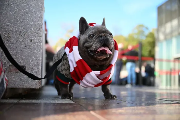 Framed Print : Arsenal dog Framed Print : Arsenal dog