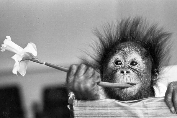 Baby Orangutan with a flower