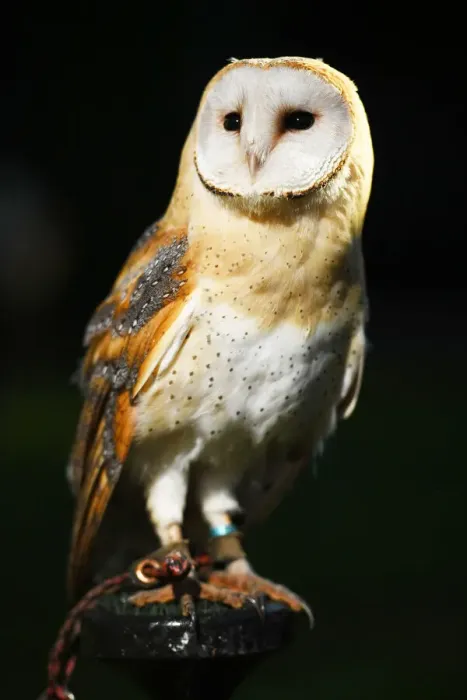 Framed Print : Barn Owl Framed Print : Barn Owl