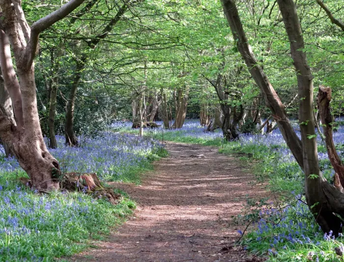 Framed Print : Bluebell wood Framed Print : Bluebell wood