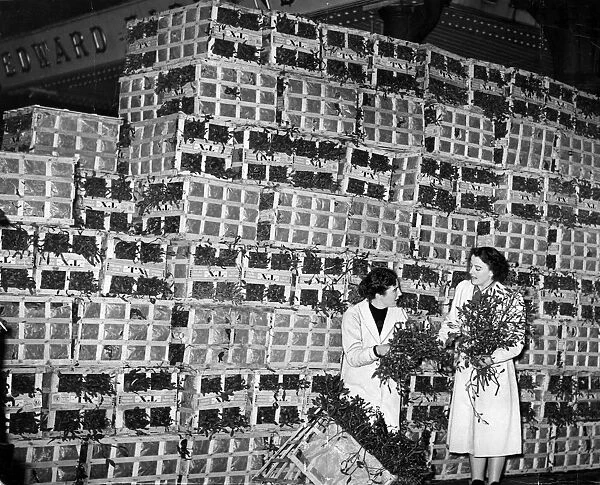 Boxes of mistletoe 1952