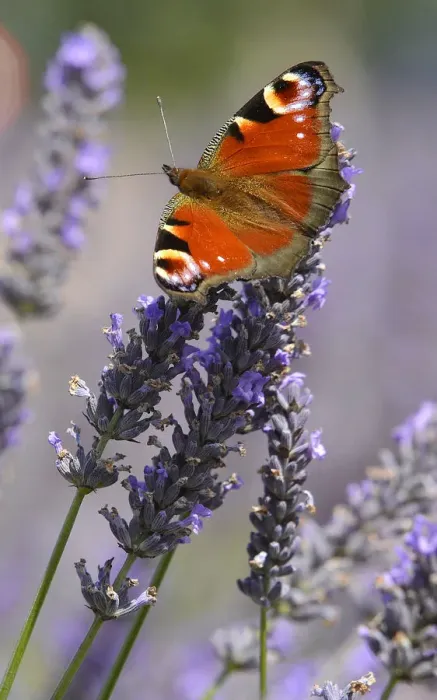 Framed Print : Butterfly on Lavender