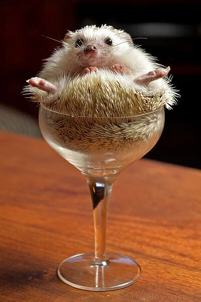 Cheers. Hedgehog in a wine glass