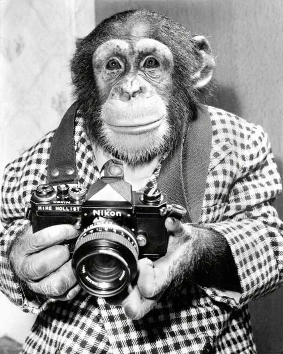 Framed Print : A chimp takes a photo Framed Print : A chimp takes a photo