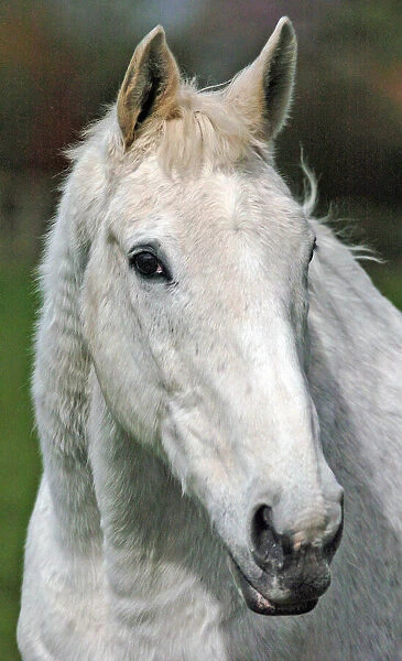 Desert Orchid. Racehorse, Desert Orchid pictured at his summer stud farm