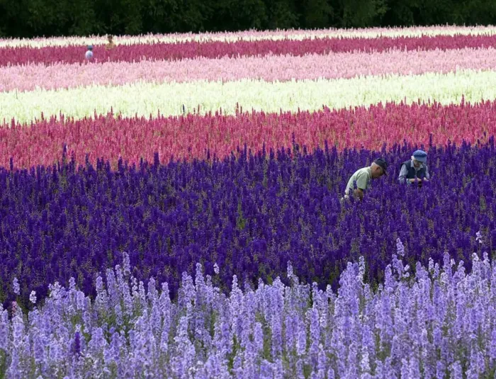 Framed Print : A field of delphiniums at Wick Manor, Worcestershire