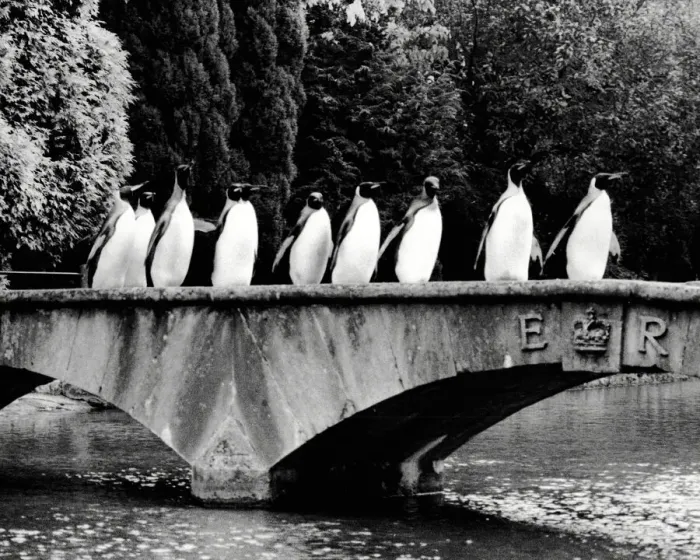 Framed Print : Penguins on Parade