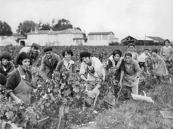 Picking grapes, France 1933