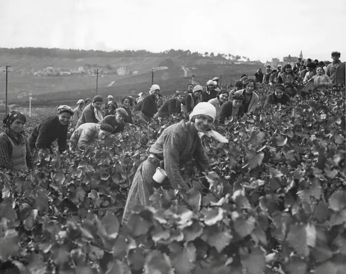 Framed Print : Picking grapes to make Champagne 1932 Framed Print : Picking grapes to make Champagne 1932