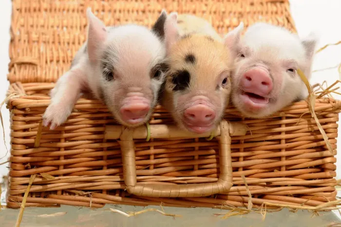 Framed Print : Piglets in a Basket