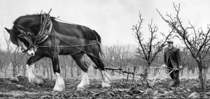 Framed Print : Ploughing at Betsham Farm near Gravesend Framed Print : Ploughing at Betsham Farm near Gravesend
