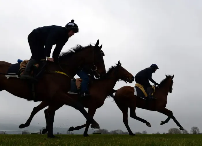 Framed Print : Racehorses out for a morning gallop Framed Print : Racehorses out for a morning gallop