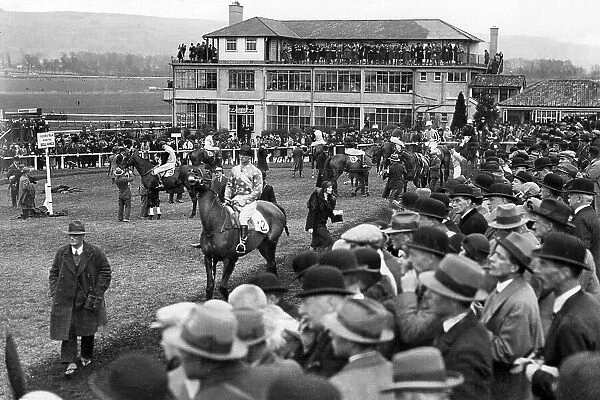 Racehorses in the paddock at Cheltenham in 1932