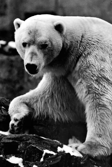 Framed Print : Sam the Polar Bear