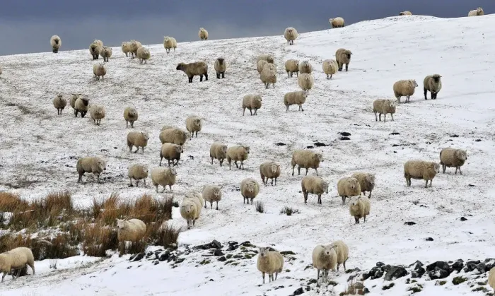 Framed Print : Sheep in snow