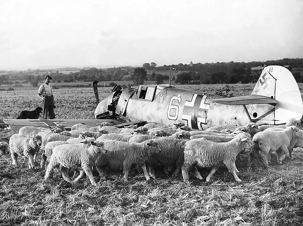Shot down German plane in a field