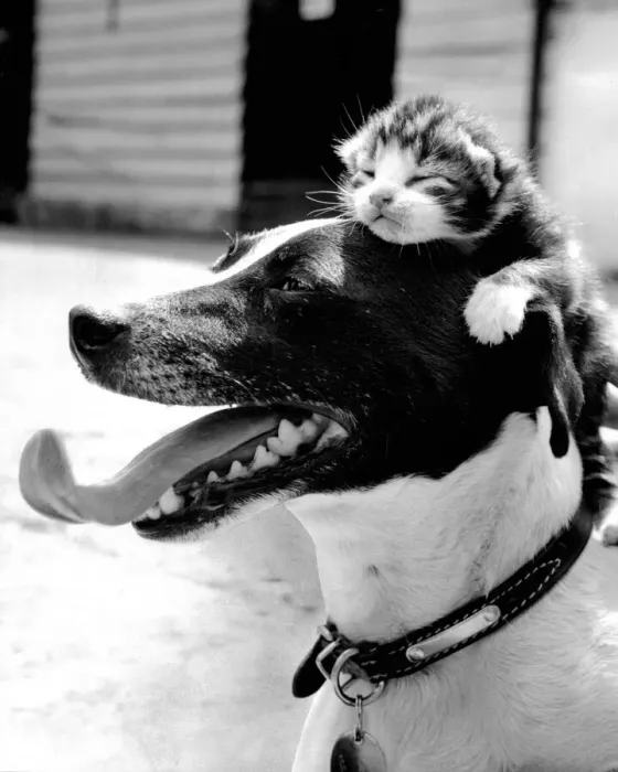 Framed Print : Snooze. Lassie the Jack Russell Terrier with an adopted kitten Framed Print : Snooze. Lassie the Jack Russell Terrier with an adopted kitten