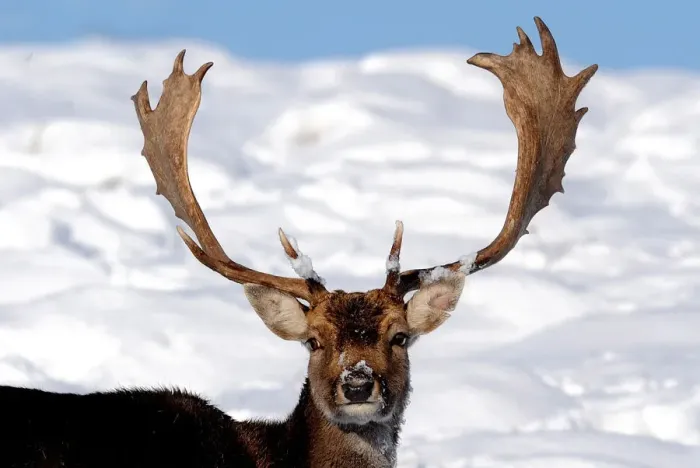 Framed Print : Stag in the snow